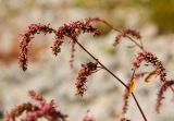 Persicaria lapathifolia
