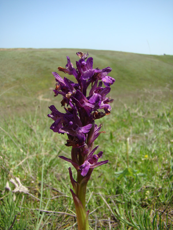 Изображение особи Anacamptis morio ssp. caucasica.