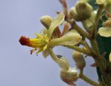 Microcos paniculata