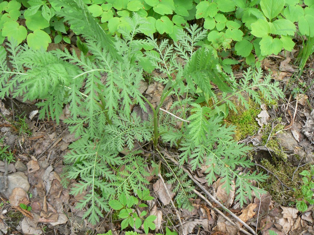 Image of Artemisia gmelinii specimen.