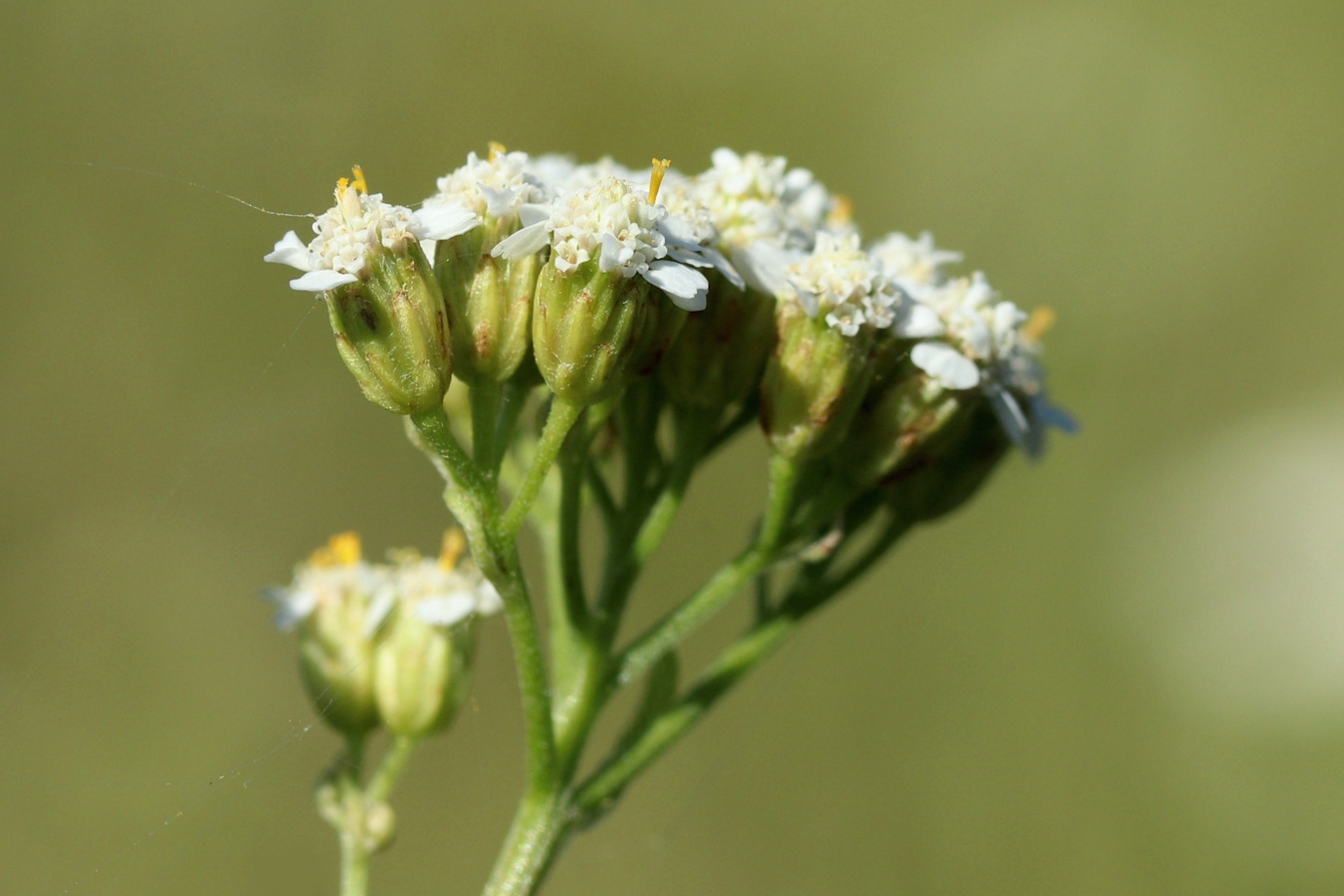 Image of Achillea millefolium specimen.