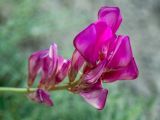 Hedysarum tauricum