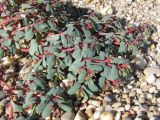 Euphorbia peplis. Цветущее растение. Крым, Севастополь, пляж возле пос. Любимовка. 12 сентября 2010 г.