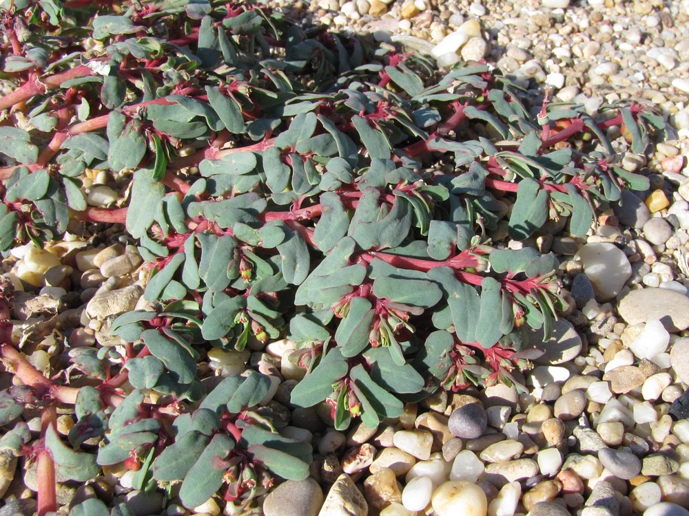 Image of Euphorbia peplis specimen.