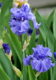 род Iris