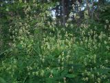 Thalictrum kemense