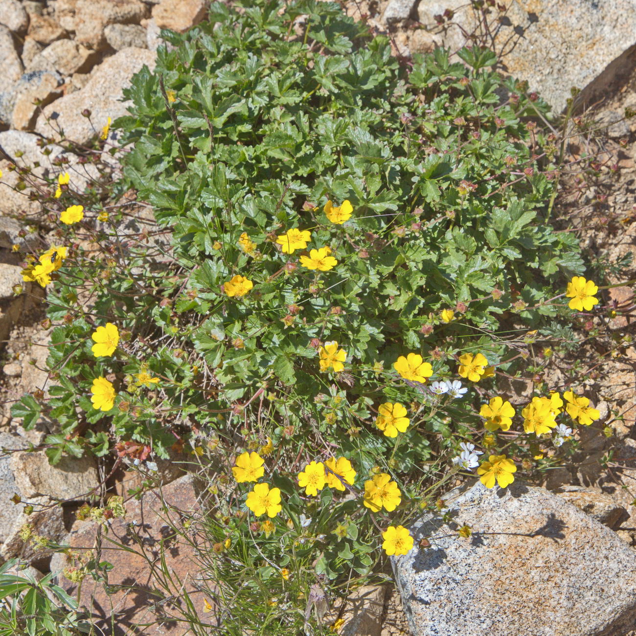 Image of Potentilla gelida specimen.