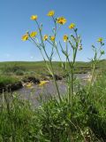 Ranunculus polyanthemos