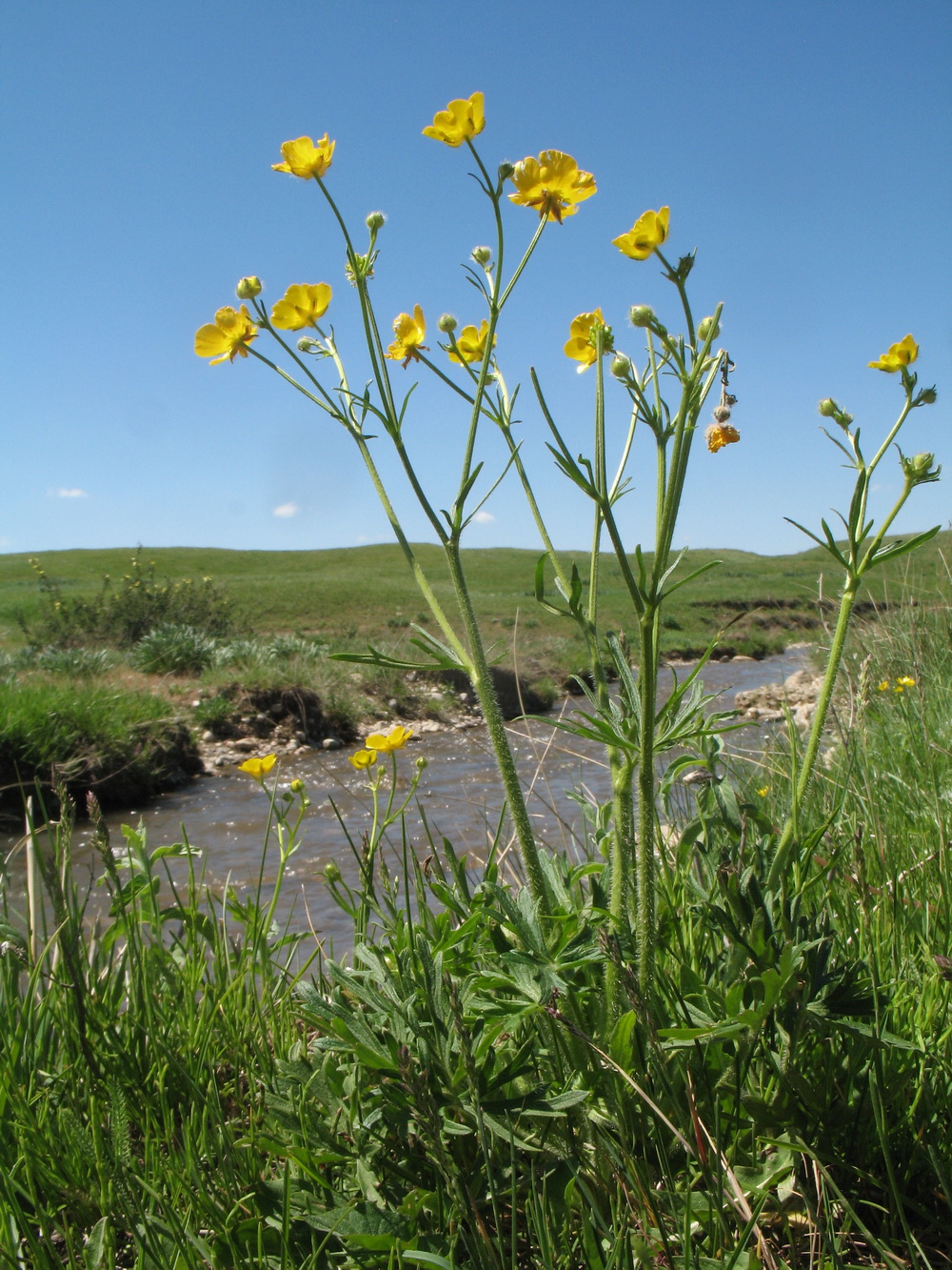 Image of Ranunculus polyanthemos specimen.
