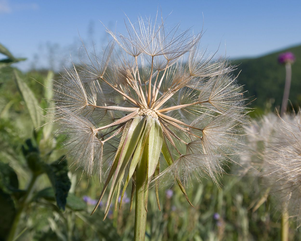 Image of Tragopogon brevirostris specimen.