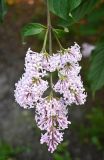 Syringa josikaea