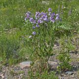 Hesperis matronalis. Цветущее растение. Карачаево-Черкесия, Домбай, гора Мусса-Ачитара, 2400 м н.у.м., на пологом склоне. 09.07.2015.