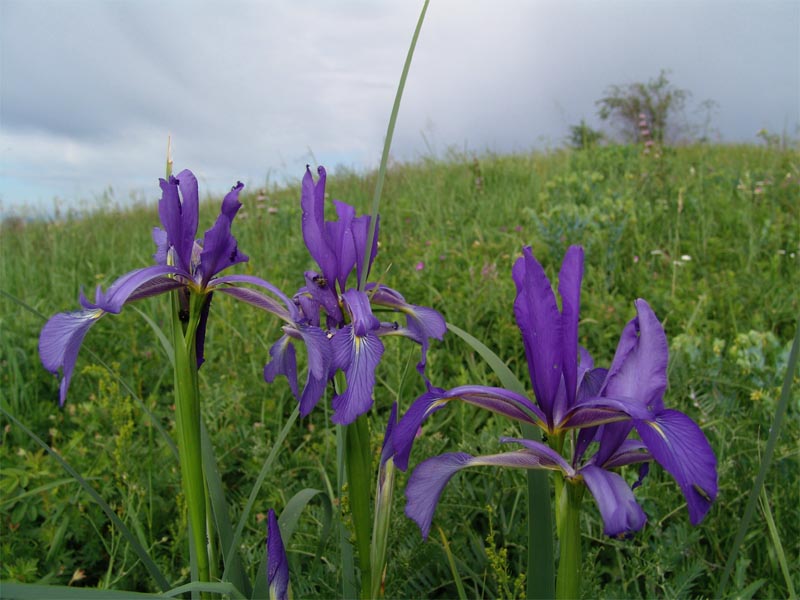 Изображение особи Iris notha.