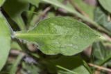 род Silene