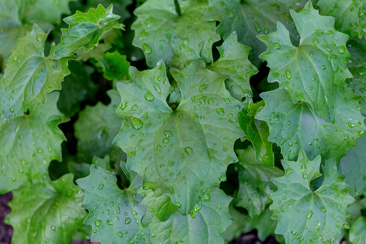 Image of Doronicum orientale specimen.