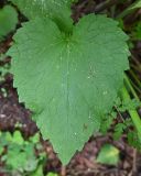 Phyteuma spicatum