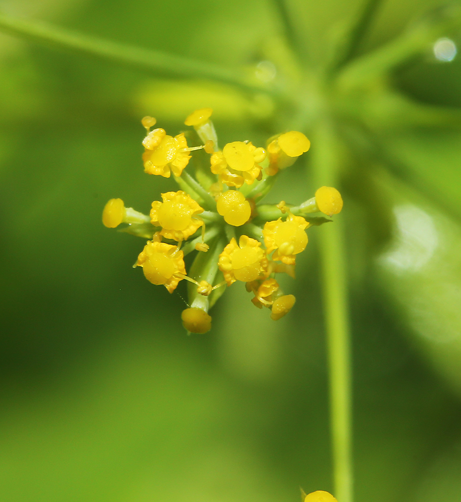 Изображение особи Bupleurum longiradiatum.