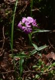 род Dianthus