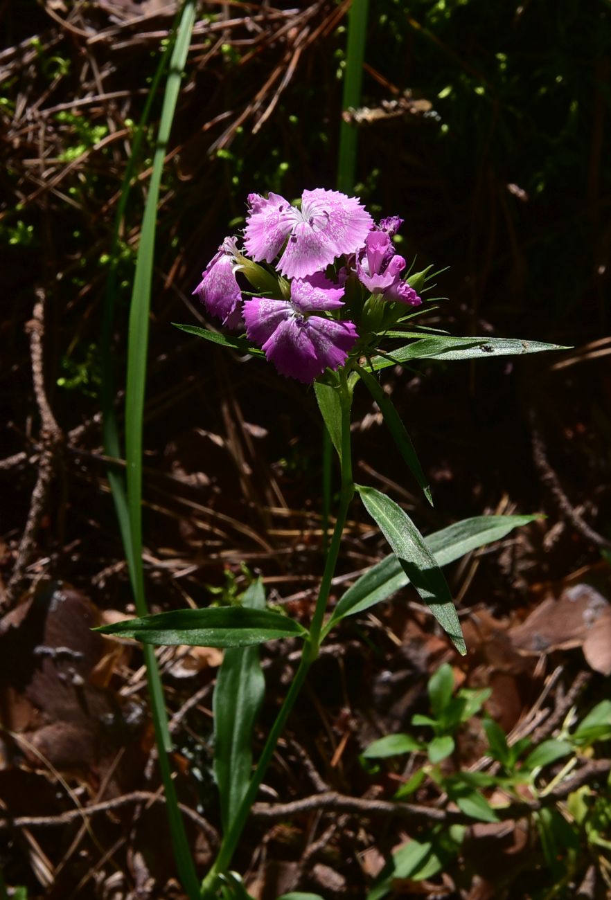 Изображение особи род Dianthus.