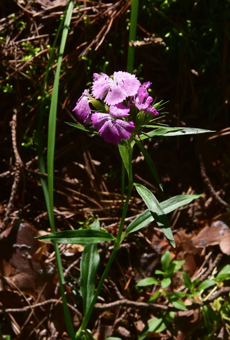 Image of genus Dianthus specimen.