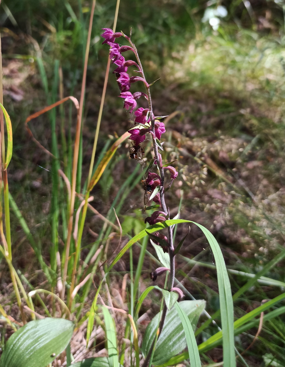 Image of Epipactis atrorubens specimen.