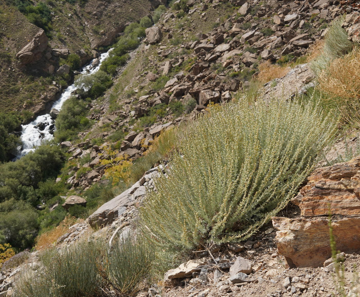 Image of Artemisia rutifolia specimen.