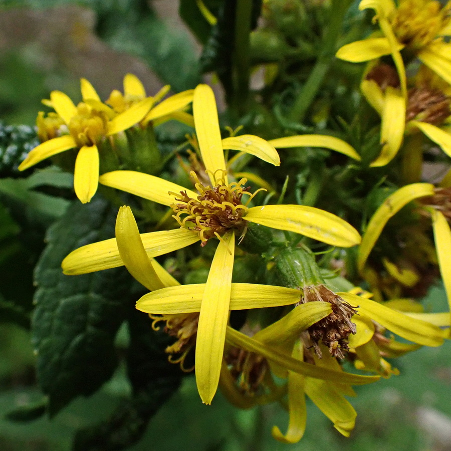 Image of genus Senecio specimen.