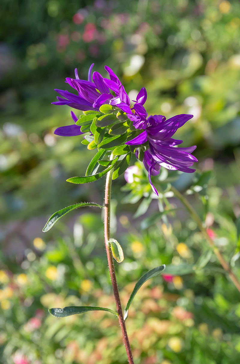 Изображение особи Callistephus chinensis.