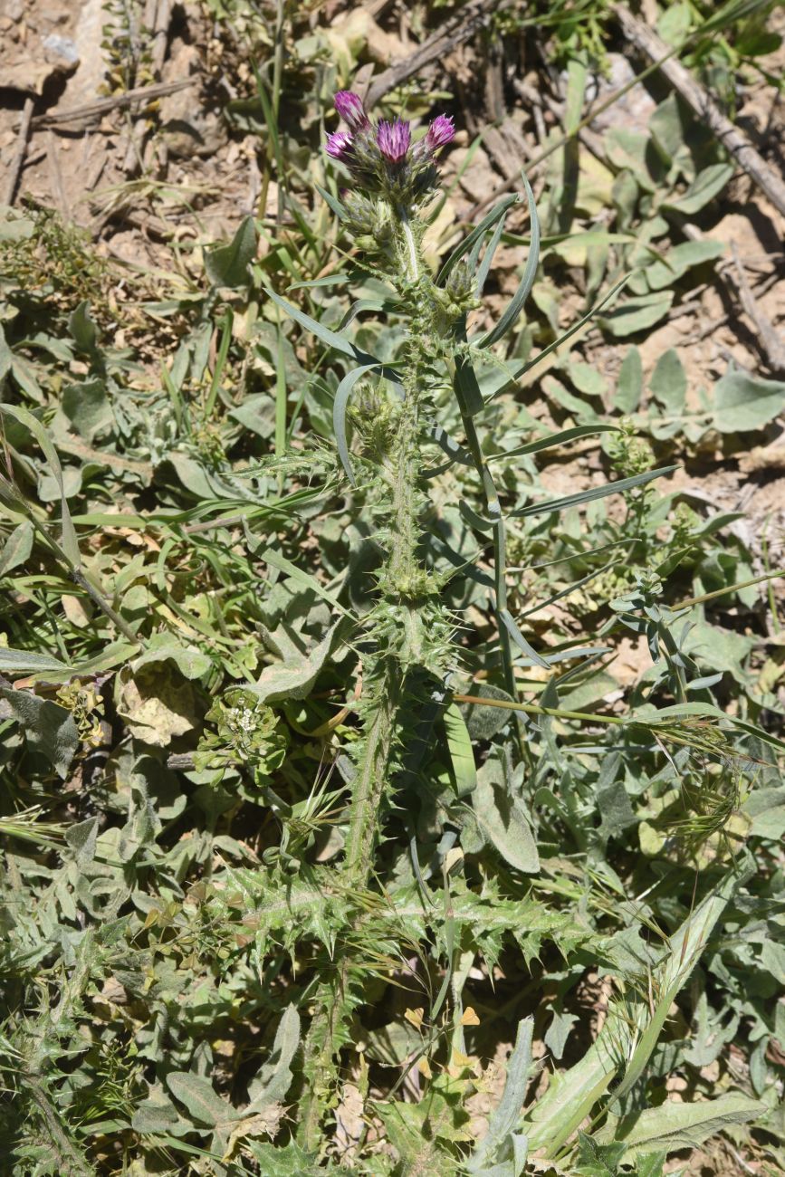 Image of Carduus arabicus specimen.