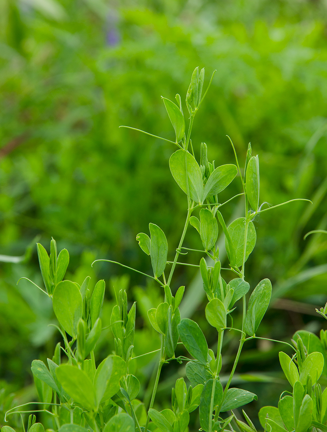 Изображение особи Lathyrus tuberosus.