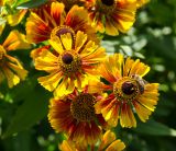 View full-size image Helenium autumnale