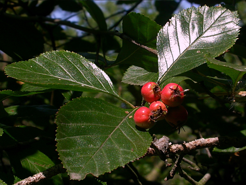 Изображение особи Crataegus punctata.