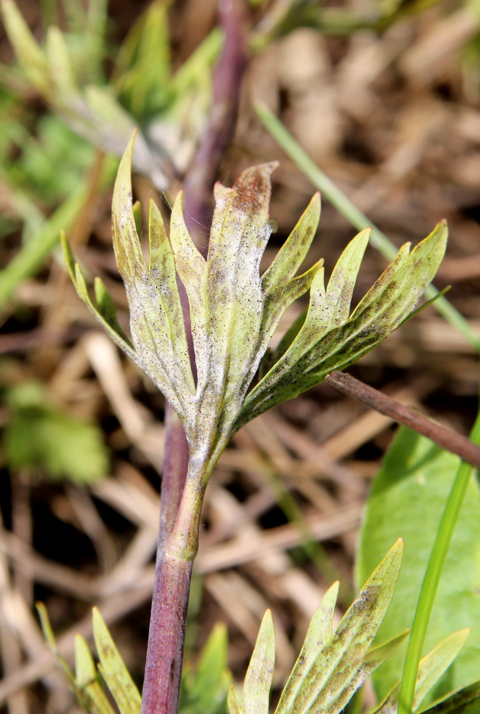 Image of Delphinium cuneatum specimen.