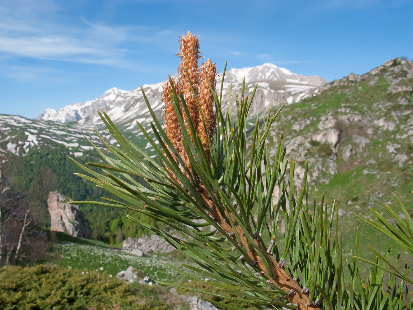 Изображение особи Pinus sylvestris ssp. hamata.
