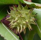 Liquidambar styraciflua