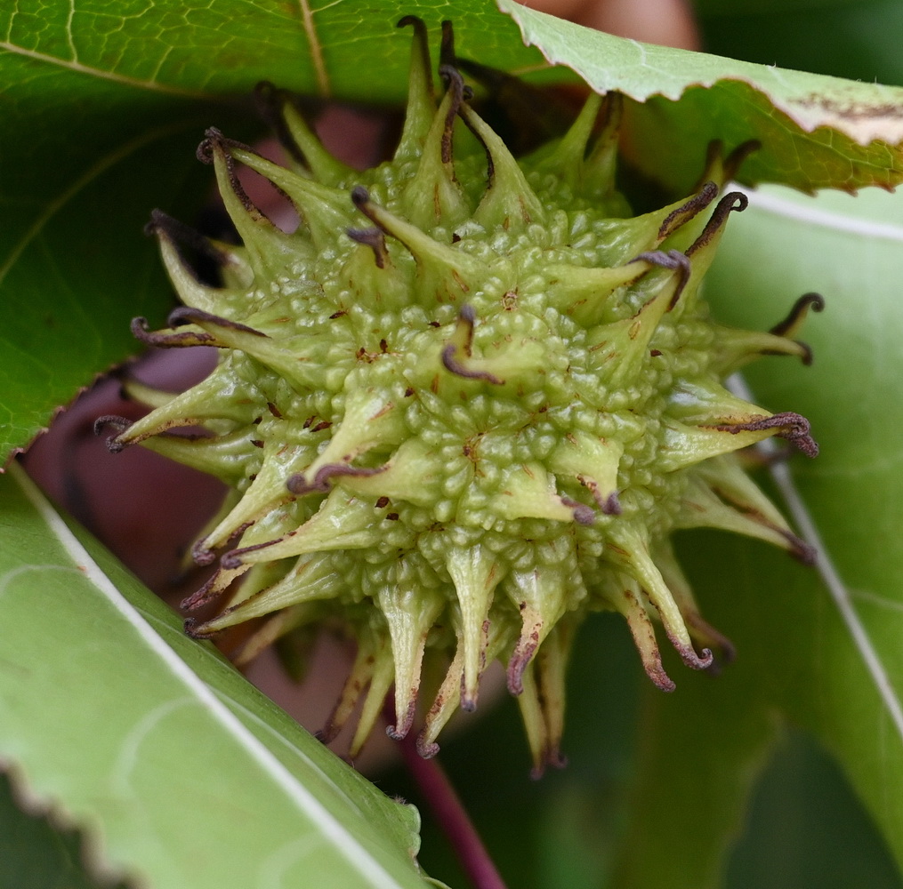 Изображение особи Liquidambar styraciflua.
