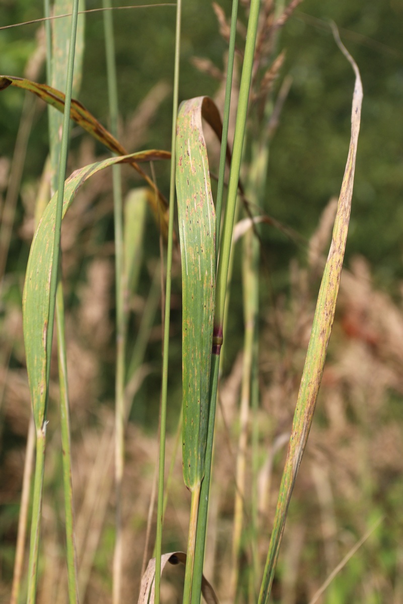 Image of Calamagrostis epigeios specimen.