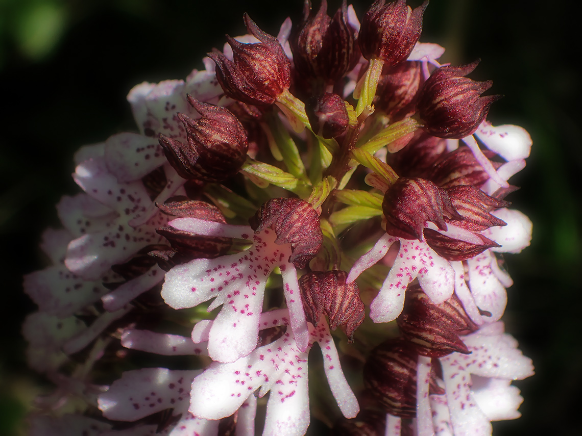 Image of Orchis purpurea specimen.