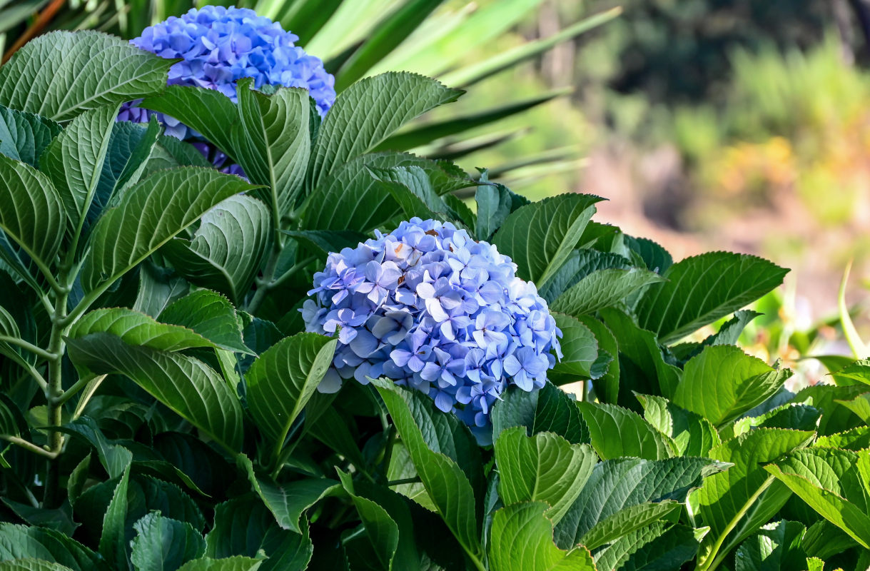 Изображение особи Hydrangea macrophylla.