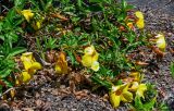 Allamanda schottii