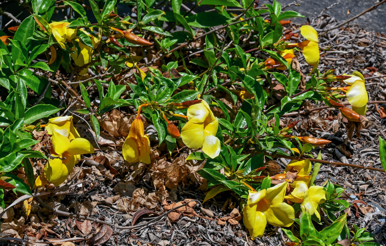 Image of Allamanda schottii specimen.