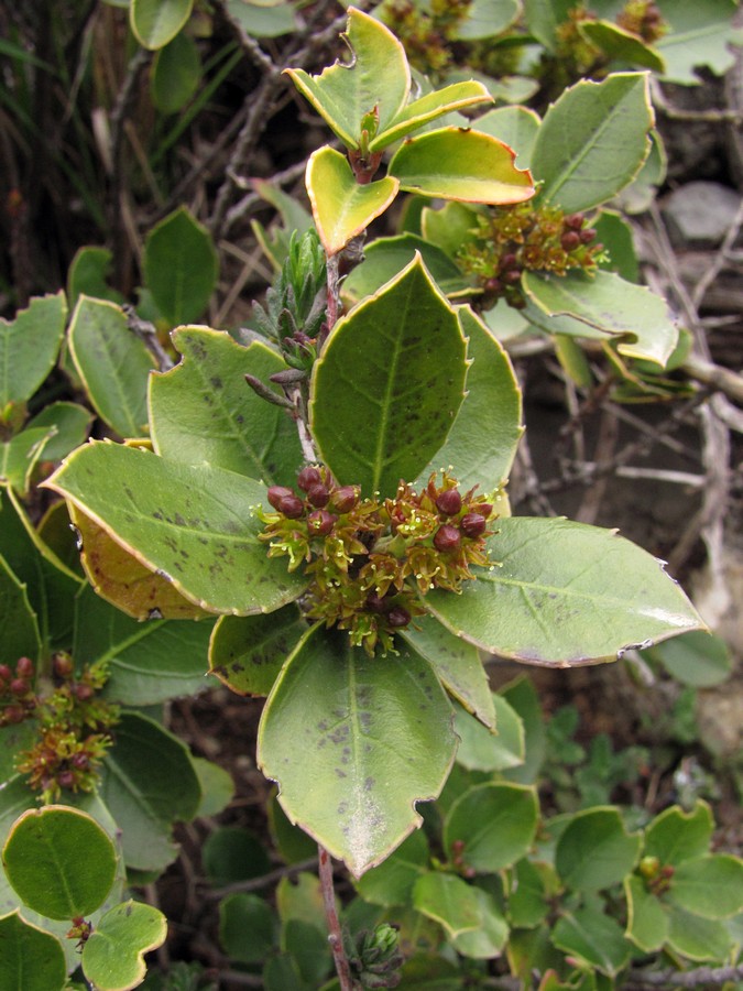 Image of Rhamnus alaternus specimen.