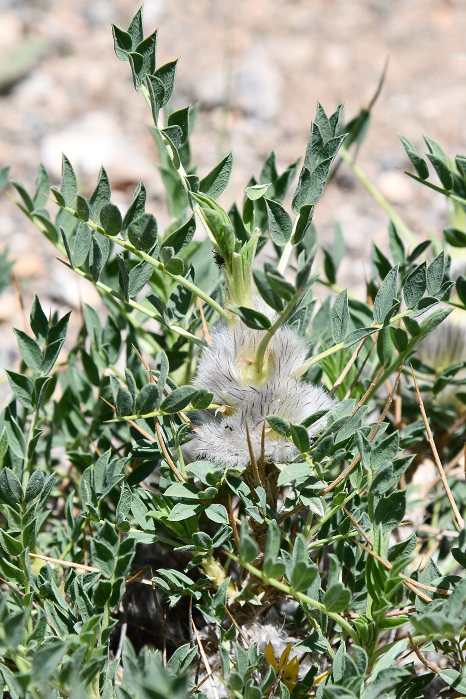 Image of genus Astragalus specimen.