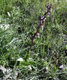 Anacamptis collina. Цветущее растение. Республика Кипр, окр. с. Арменохори, каменистый склон невысокого холма. 03.02.2026.