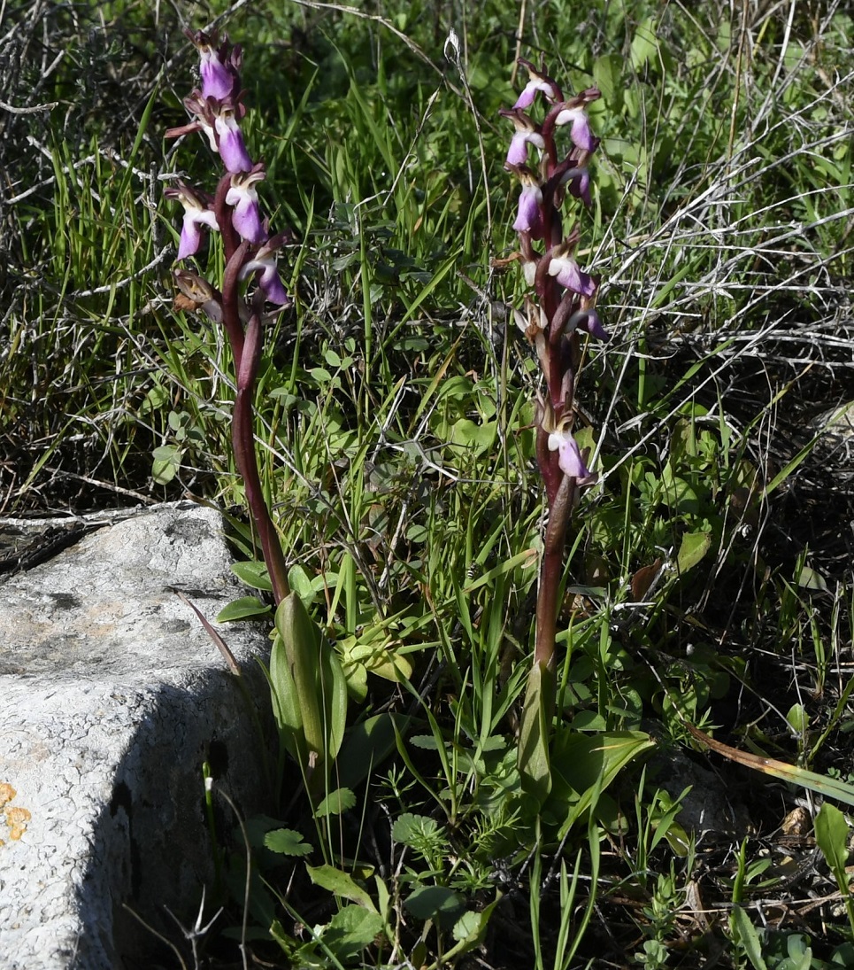 Image of Anacamptis collina specimen.