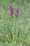 Anacamptis × gennarii hybrid subspecies orientecaucasica. Цветущие растения (высота правого — 27 см; длина соцветия — 6 см). Дагестан, Дербентский р-н, с/п Джалган, гора Джалган, выс. ок. 481 м н.у.м., мелкотравная лужайка. 25.04.2025.