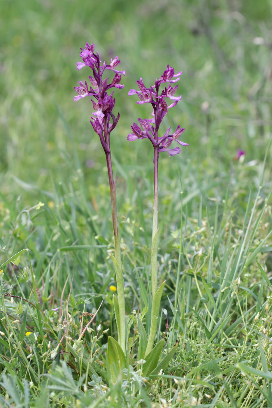 Image of Anacamptis &times; gennarii nothosubsp. orientecaucasica specimen.