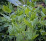 Veronica magna. Верхушки вегетирующих растений. Абхазия, Гудаутский р-н, Рицинский реликтовый национальный парк, хр. Авадхара, дол. р. Авадхара, хвойно-широколиственный лес, опушка. 1600 м н.у.м. 09.06.2025.