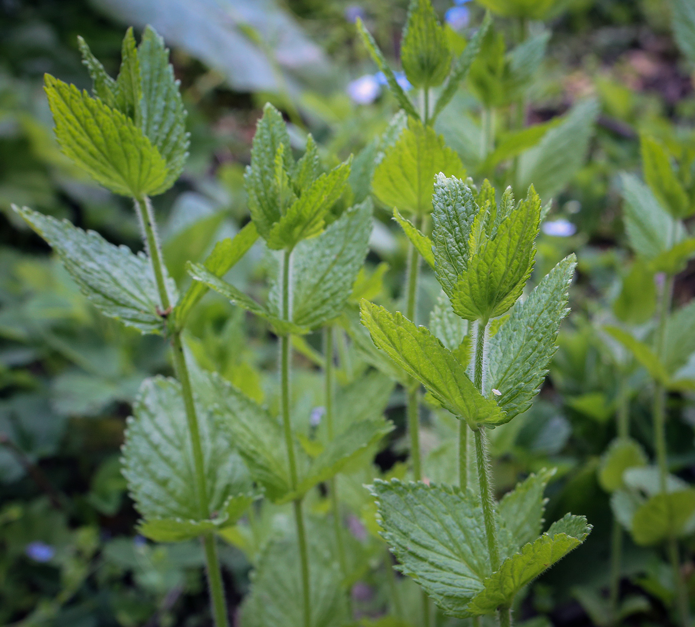 Image of Veronica magna specimen.