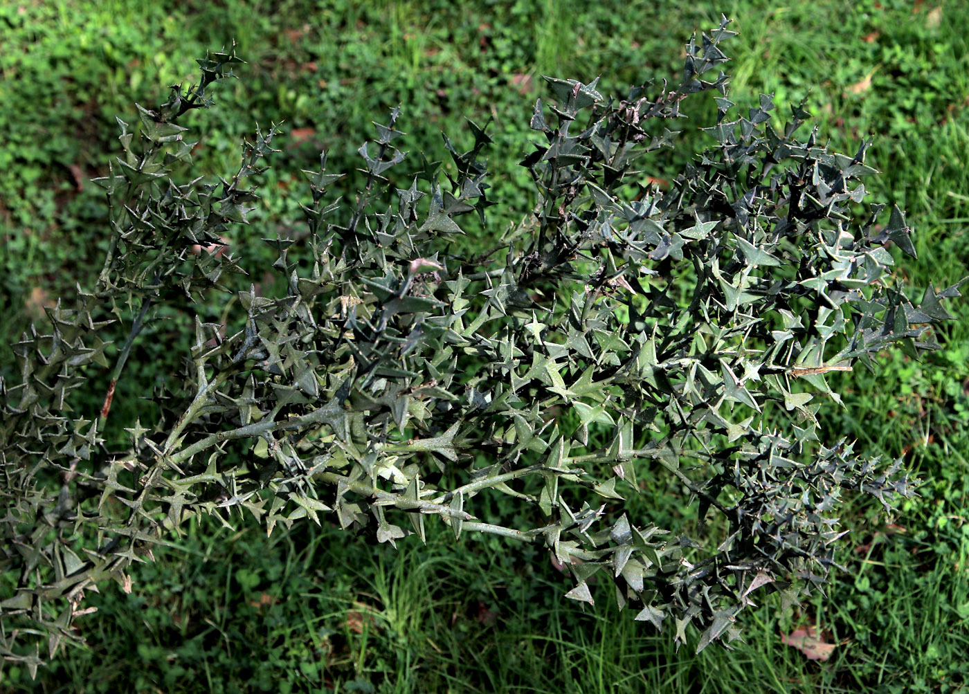 Изображение особи Colletia paradoxa.